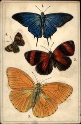 Four Butterfly Specimens Postcard