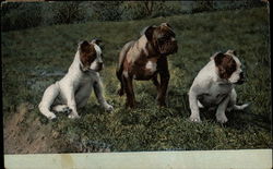 Three Bulldogs Looking Left Postcard Postcard