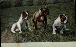 Three Bulldogs Looking Left Postcard