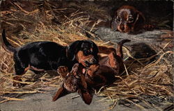 Three puppies playing Postcard