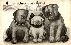 A Rose Between Two Thorns Postcard