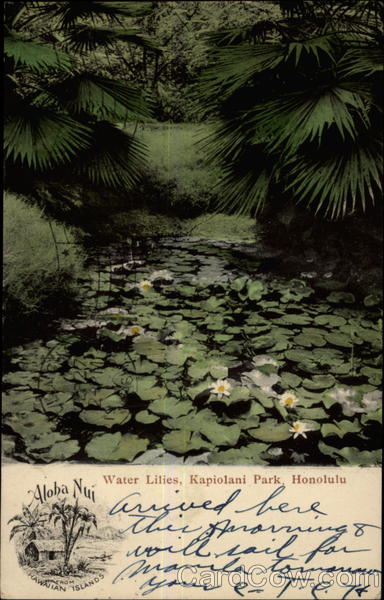 Water Lilies, Kapiolani Park Aloha Nui Honolulu Hawaii