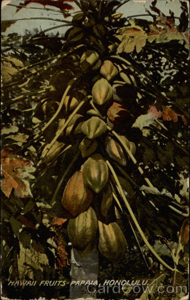 Hawaii Fruitts Papaia Honolulu