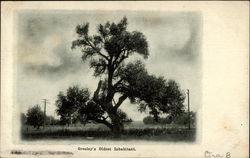 Greeley's oldest Inhabitant Postcard