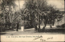 Screw Pine, Hotel Royal Poinciana Postcard