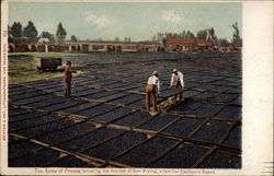Ten Acres of Prunes Postcard