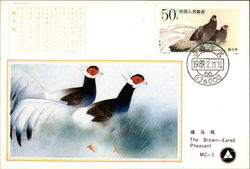 The Brown Eared Pheasant Birds Postcard Postcard