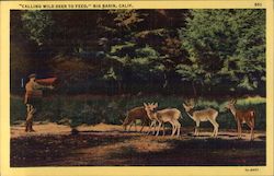 Calling Wild Deer to Feed Big Basin, CA Postcard Postcard Postcard