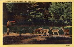 Calling Wild Deer to Feed Postcard