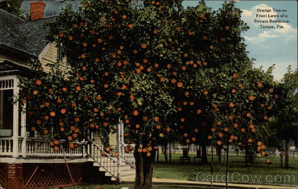 Orange Tree on Front Lawn of a private residence Tampa Florida