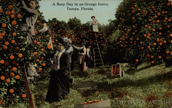 A Busy Day in an Orange Grove Tampa Florida