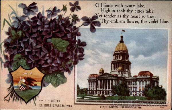 Illinois state flower and state capitol Springfield