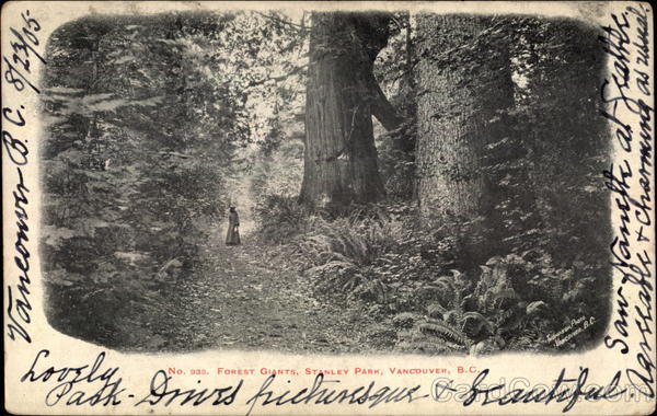 Forest Giants, Stanley Park Vancouver BC Canada British Columbia