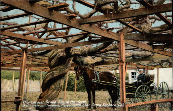 The largest grape vine in the world Carpinteria California