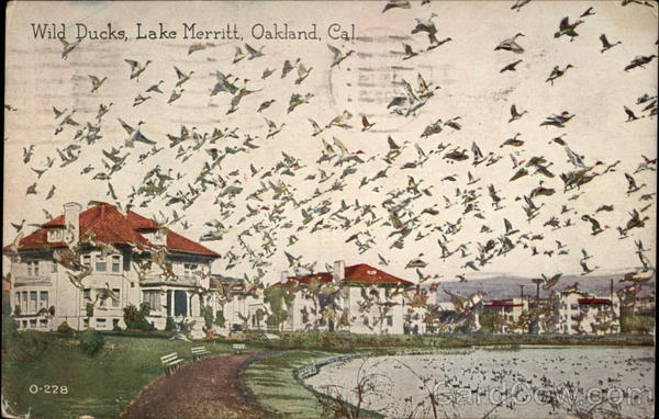 Wild Ducks, Lake Merritt Oakland California
