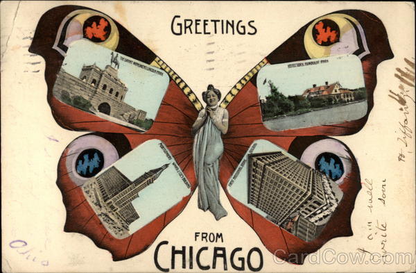 Butterfly Greetings from Chicago Butterfly Illinois