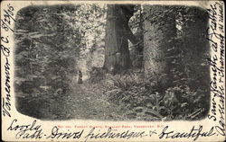 Forest Giants, Stanley Park Postcard