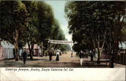 Catalina Avenue, Avalon Postcard