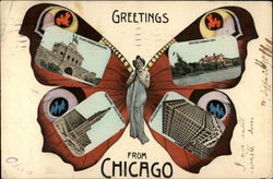 Butterfly Greetings from Chicago Butterfly Postcard