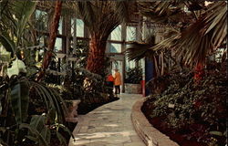 Palm House, Como Park Conservatory Postcard