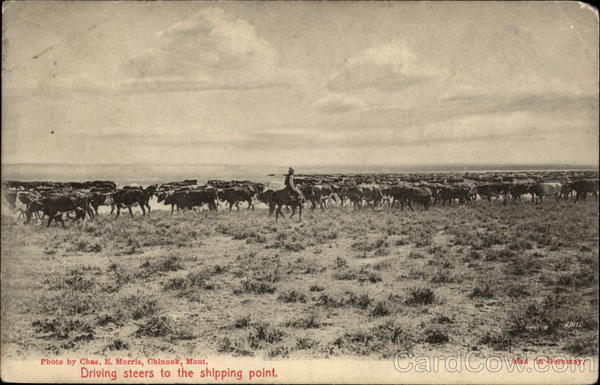 Drivin steers to the shipping point Chinook Montana