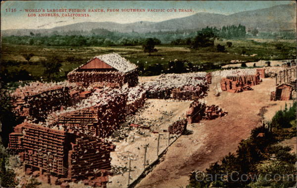 World's Largest Pigeon Ranch, From Souther Pacific Co's Train Los Angeles California
