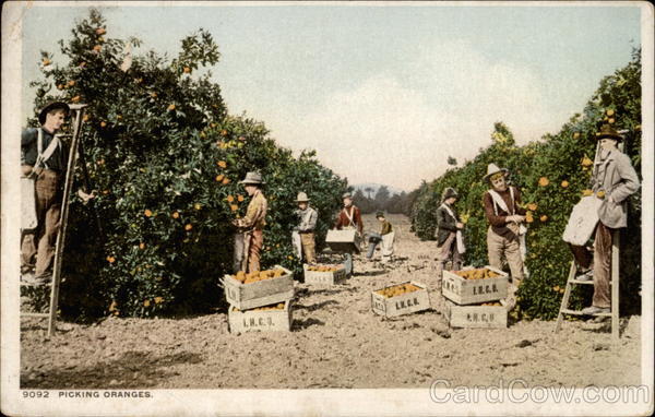 Picking Oranges Fruit