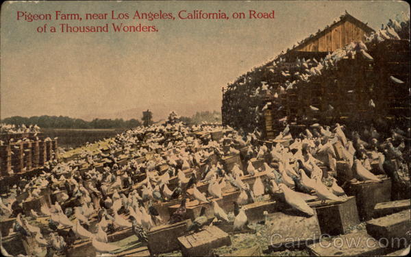 Pigeon Farm, near Los Angeles, California, on Road of a Thousand Wonders