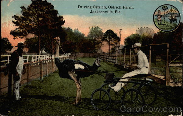 Driving Ostrich, Ostrich Farm Jacksonville Florida