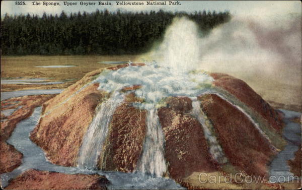 8525 The Sponge, Upper Geyser Basin Yellowstone National Park