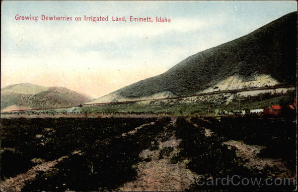 Growing dewberries on irrigated land Emmett Idaho