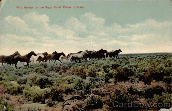Wild horses on the sage brush plains of Idaho