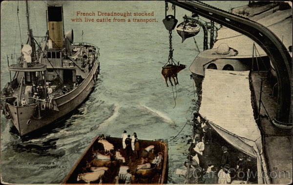 French dreadnought stocked with live cattle from a transport FRANCE