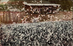 Los Angeles Pigeion Farm, near Ellysian Park Postcard