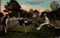 Driving Ostrich, Ostrich Farm Postcard