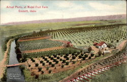 Acutal photo at Model Fruit Farm Emmett, ID Postcard Postcard