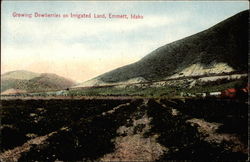 Growing dewberries on irrigated land Emmett, ID Postcard Postcard