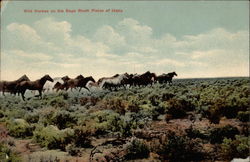 Wild horses on the sage brush plains of Idaho Postcard