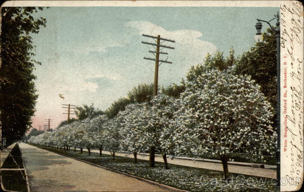 White Magnolias, Oxford St Rochester New York