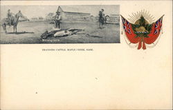 Branding Cattle Maple Creek, SK Canada Saskatchewan Postcard Postcard