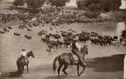 Fording Milk River Malta, MT Postcard Postcard