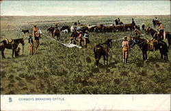 Cowboys Branding Cattle Postcard