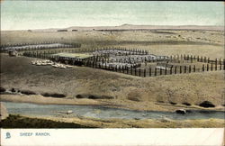 Sheep Ranch Postcard