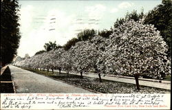 Oxford Street, White Magnolias in Bloom Postcard
