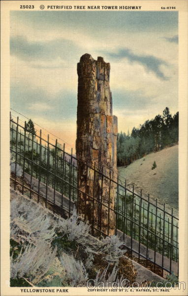 Petrified Tree Near Tower Highway Yellowstone Park Wyoming