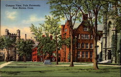 Yale University Campus View Postcard