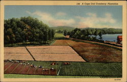 Cranberry Plantation Postcard