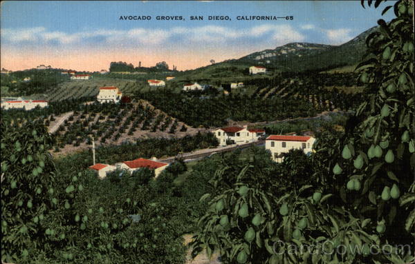 Avocado Groves San Diego California