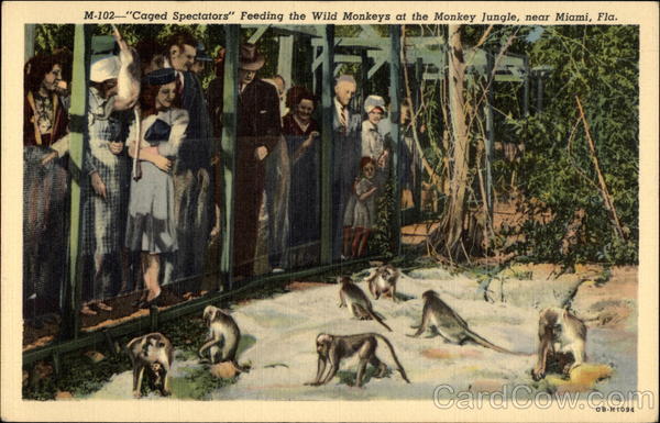 Feeding Wild monkeys a Monkey Jungle Miami Florida
