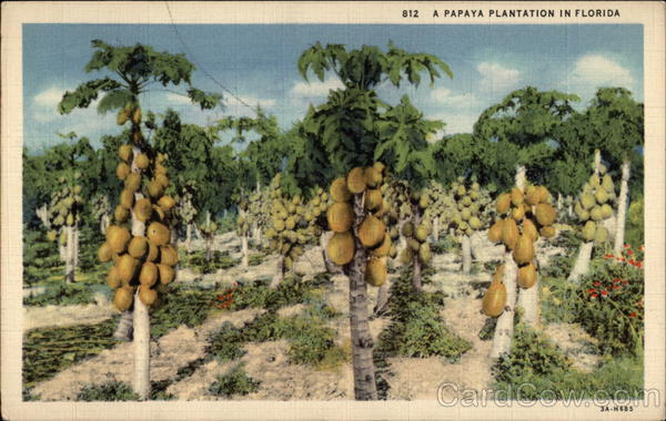 A Papaya Plantation in Florida Fruit